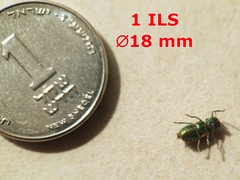 Smaragdina limbata