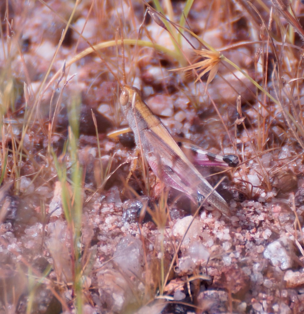 Pseudaiolopus