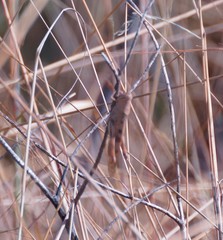 Austracris basalis