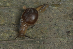 Megaustenia imperator