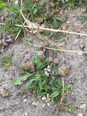 Capsella bursa-pastoris
