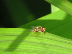 Syrphus vitripennis