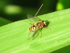 Syrphus vitripennis
