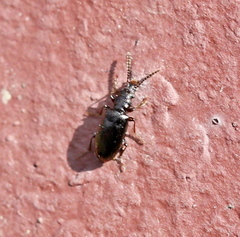 Cariderus aeneus