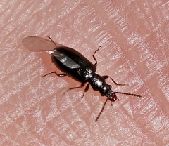 Cariderus aeneus