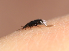 Cariderus aeneus