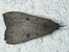Rhapsa suscitatalis