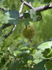 Ribes roezlii roezlii