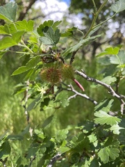 Ribes roezlii roezlii