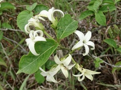 Jasminanthes mucronata