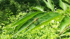 Gomphus