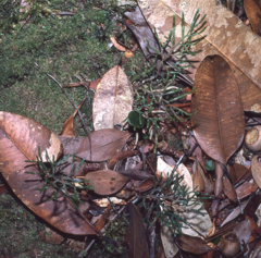 Selaginella morgani