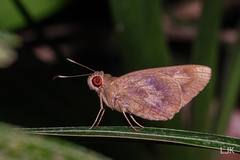 Erionota hiraca