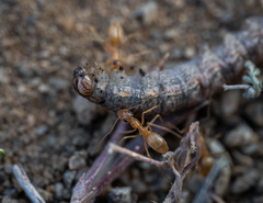 Myrmecocystus testaceus