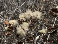 Clematis pauciflora