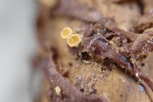 Lachnum pteridophyllum