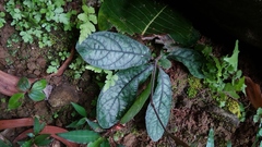 Strobilanthes reptans