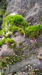 Campylopus umbellatus