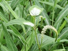 Saururus chinensis