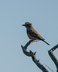Coracias naevius mosambicus