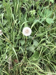 Taraxacum
