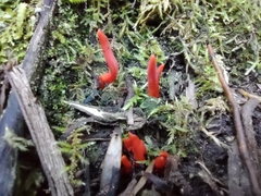 Clavulinopsis sulcata