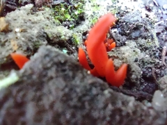 Clavulinopsis sulcata