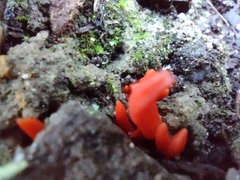 Clavulinopsis sulcata