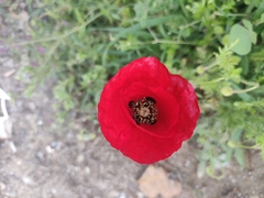 Papaver rhoeas