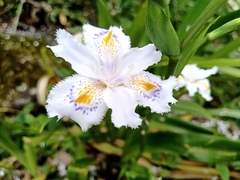 Iris japonica