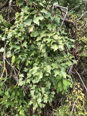 Hedera