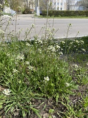Capsella bursa-pastoris