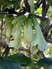 Tecomanthe speciosa