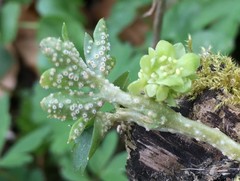 Puccinia albescens