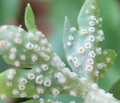 Puccinia albescens