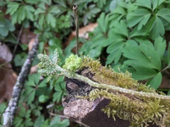 Puccinia albescens