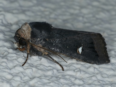 Proteuxoa cinereicollis