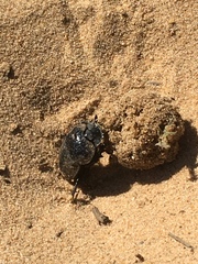 Scarabaeus cicatricosus