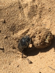 Scarabaeus cicatricosus