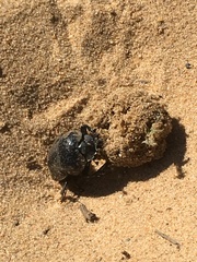 Scarabaeus cicatricosus