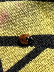 Coccinella septempunctata