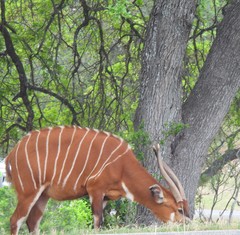 Tragelaphus eurycerus