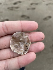 Anomia ephippium
