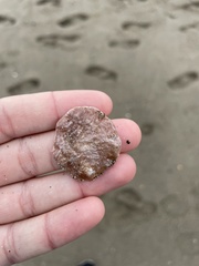 Anomia ephippium