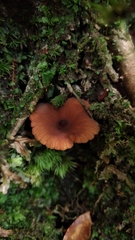 Lactarius rimosellus