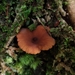 Lactarius rimosellus - Photo (c) Andrey Loria, all rights reserved, uploaded by Andrey Loria
