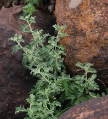 Stachys cuneata