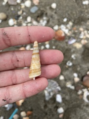 Turritella turbona
