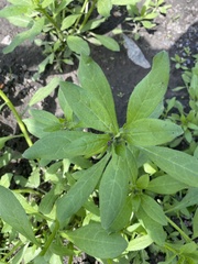 Asperugo procumbens