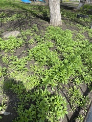 Asperugo procumbens